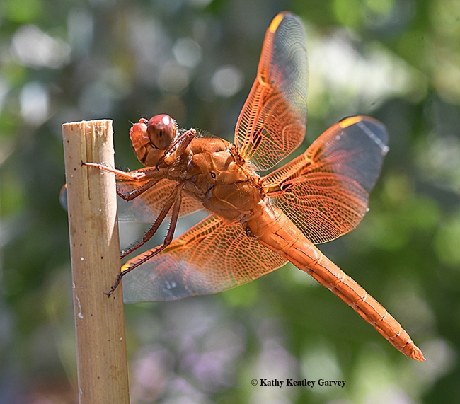 This is a male flameskimmer, Libellula saturata, photographed in Vacaville, Calif. (Photo by Kathy Keatley Garvey)