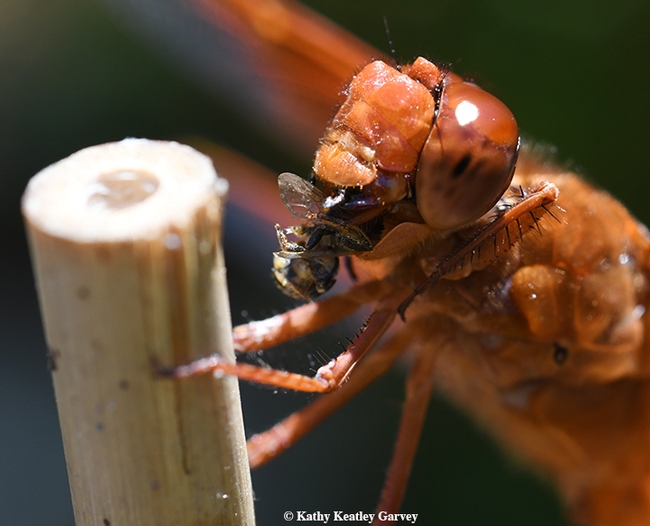 Dinner time! A red flameskimmer, Libellula saturata, munches on a bee, probably a longhorned bee,  Melissodes agilis. (Photo by Kathy Keatley Garvey)