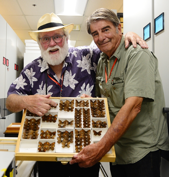 Bohart associate and naturalist Greg Karofelas (right) and Robert Michael Pyle display Magdalena butterfly specimens. Pyle's newly published book features these butterflies. (Photo by Kathy Keatley Garvey)