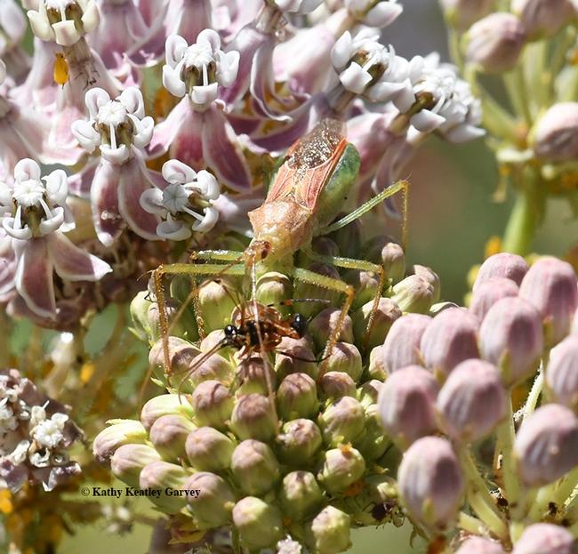 Gotcha! An assassin bug, Zelus renardii, sucking the juices from prey. (Photo by Kathy Keatley Garvey)