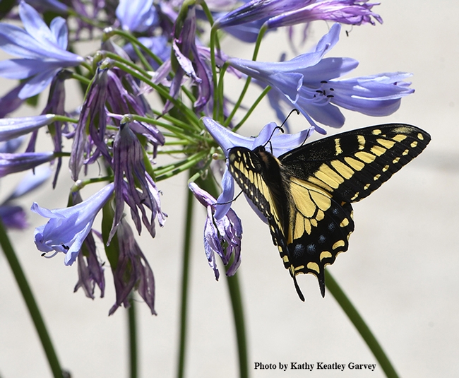 Some flight fuel on Agapanthus and off it goes, an anise swallowtail. (Photo by Kathy Keatley Garvey)