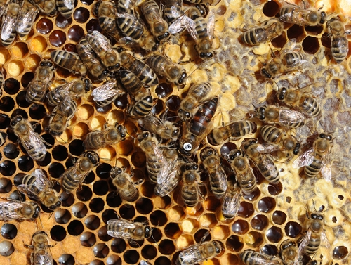 INSIDE THE HIVE--The queen bee (center, with the number on her thorax) is an egg-laying machine. Worker bees or 