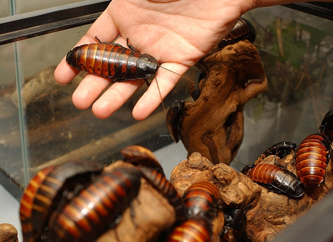 Madagascar hissing cockroaches are an integral part of the Bohart Museum of Entomology's 