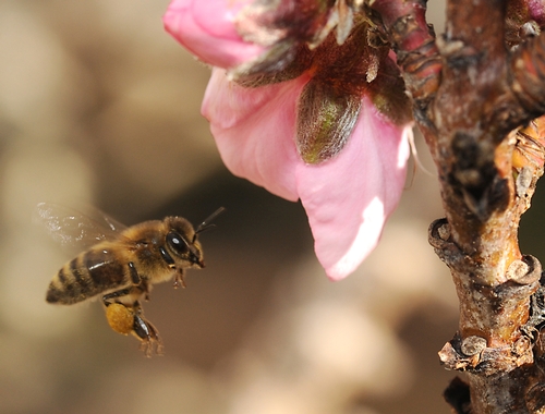 POLLEN-PACKING honey bee heads toward a nectarine blossom. (Photo by Kathy Keatley Garvey)