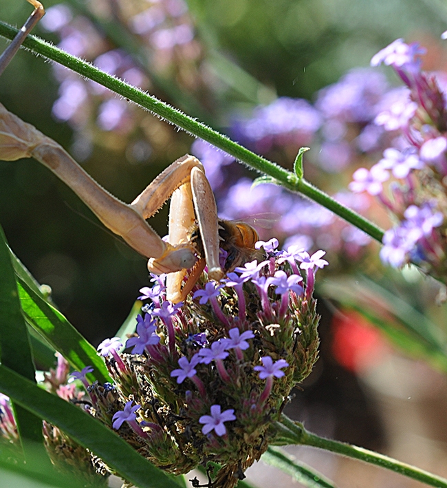 Seconds later, the praying mantis nails a honey bee. (Photo by Kathy Keatley Garvey)