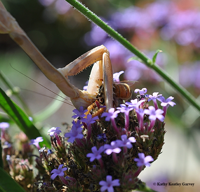 The praying mantis, Stagmomantis limbata, begins to eat. (Photo by Kathy Keatley Garvey)