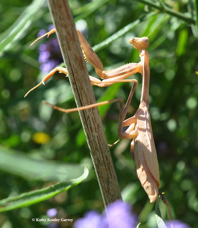 All gone and done. The praying mantis is finished with her meal. (Photo by Kathy Keatley Garvey)