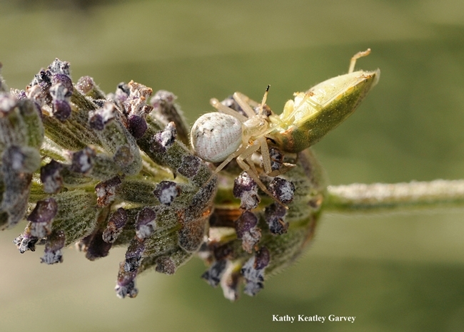 A crab spider munches on a stink bug. (Photo by Kathy Keatley Garvey)
