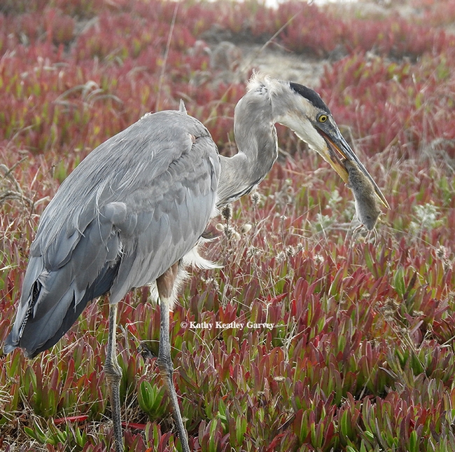 The great blue heron gets its prey, a meadow vole, in position before swallowing it whole. (Photo by Kathy Keatley Garvey)