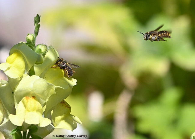 First in series: A male European wool carder bee (Anthidium manicatum) targets a female foraging on a snapdragon. (Photo by Kathy Keatley Garvey)