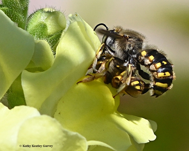 Second in series: Male European wool carder bee (Anthidium manicatum) connects. (Photo by Kathy Keatley Garvey)