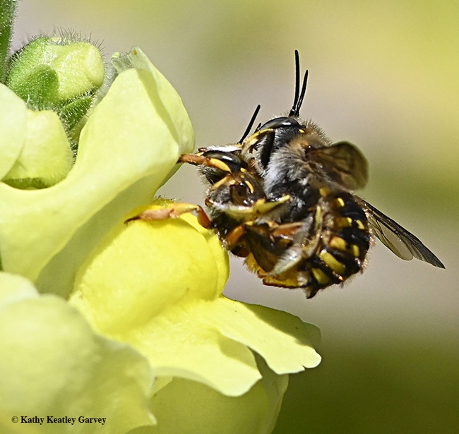 Third in series: European wool carder bees go about populating the species. (Photo by Kathy Keatley Garvey)