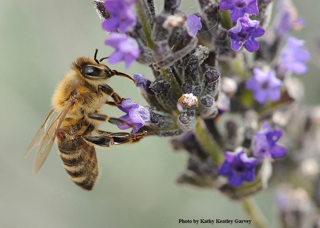 A varroa mite on a worker bee that is nectaring lavender. (Photo by Kathy Keatley Garvey)