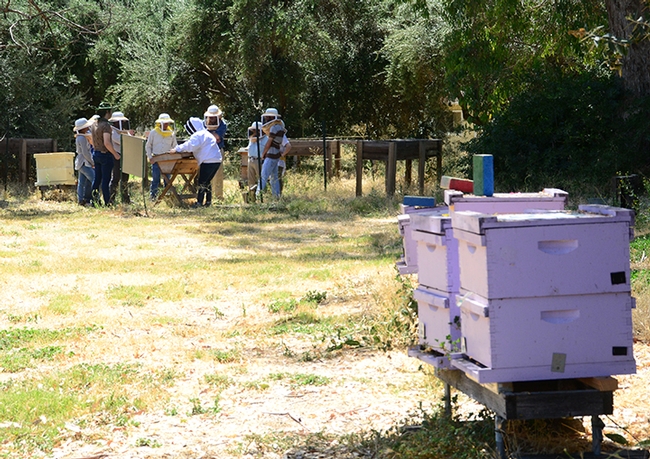 A hive in the foreground is teeming with bees. In the background, students in a UC Davis class learn about bees. (Photo by Kathy Keatley Garvey)