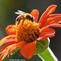 A worker honey bee forages on a Mexican sunflower (Tithonia) in the magic hour, the hour before sunset. (Photo by Kathy Keatley Garvey)