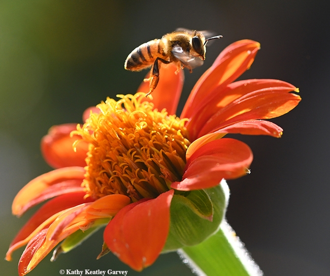 A worker bee takes flight, lifting over a Mexican sunflower (Tithonia). (Photo by Kathy Keatley Garvey)