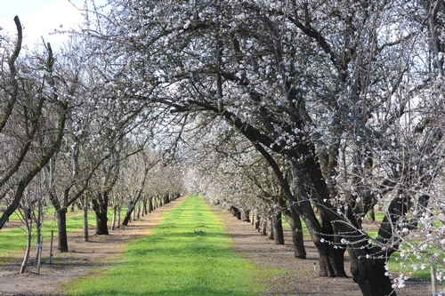 ALMOND ORCHARD in Dixon, Calif. shows rows and rows of popcornlike blossoms. (Photo by Kathy Keatley Garvey)