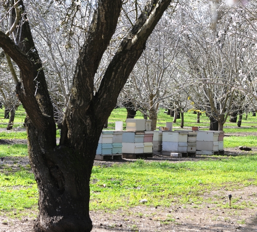BEE HIVES in a Dixon, Calif. orchard. (Photo by Kathy Keatley Garvey)