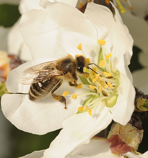 HONEY BEE pollinating an almond blossom. (Photo by Kathy Keatley Garvey)
