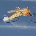 Culex quinquefasciatus mosquito laying eggs. (Photo by Samuel Woo, UC Davis)