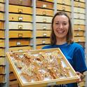 Jessica Gillung at Bohart Museum of Entomology (Photo by Kathy Keatley Garvey)
