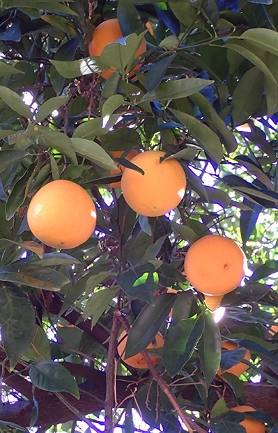 Citrus industry is at risk due to the Asian citrus psyllid. (Photo by Kathy Keatley Garvey)