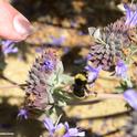 A yellow-faced bumble bee, Bombus vosnesenskii, nectaring on Cleveland sage. One of the UC Davis Department of Entomology and Nematology seminars during the fall quarter will be on 