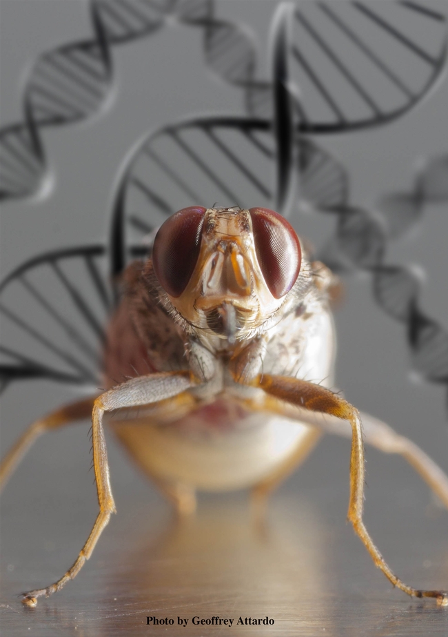 Eye-to-eye with a gravid (pregnant) tsetse fly, Glossina morsitans morsitans. (Photo by Kathy Keatley Garvey)
