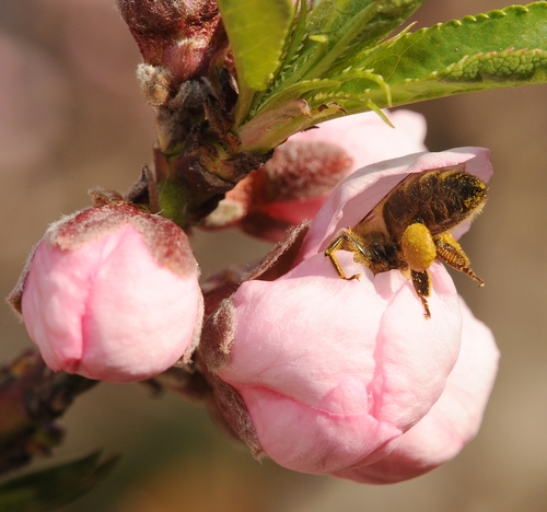 HONEY BEE forages in a nectarine blossom. (Photo by Kathy Keatley Garvey)