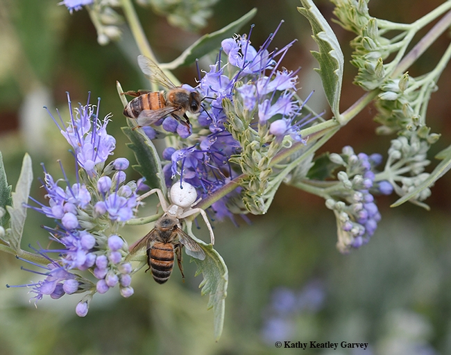 A crab spider nails a honey bee while another honey bee watches. This image, on bluebeard, Caryopteris x clandonensis, was taken in Vacaville, Calif. (Photo by Kathy Keatley Garvey)