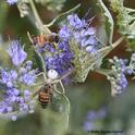 A crab spider nails a honey bee while another honey bee watches. This image, on bluebeard, Caryopteris x clandonensis, was taken in Vacaville, Calif. (Photo by Kathy Keatley Garvey)