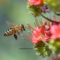 A honey bee heading toward a tower of jewels, Echium wildpretii, in Vacaville, Calif. (Photo by Kathy Keatley Garvey)