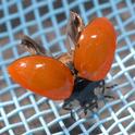 A California lady beetle, aka ladybug, spreads her wings to dry after a near-drowning in a swimming pool. The lady beetle is a beneficial insect. (Photo by Kathy Keatley Garvey)