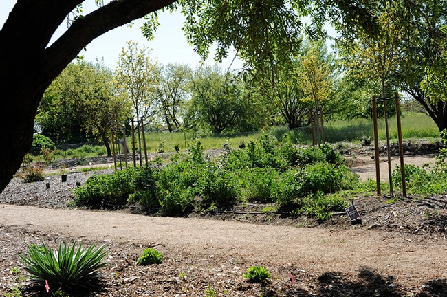 This photo, taken in 2010, shows the makings of the bee garden on Bee Biology Road, UC Davis campus. It was installed in the fall of 2009. (Photo by Kathy Keatley Garvey)