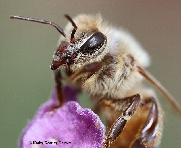 Close-up of a honey bee. (Photo by Kathy Keatley Garvey)