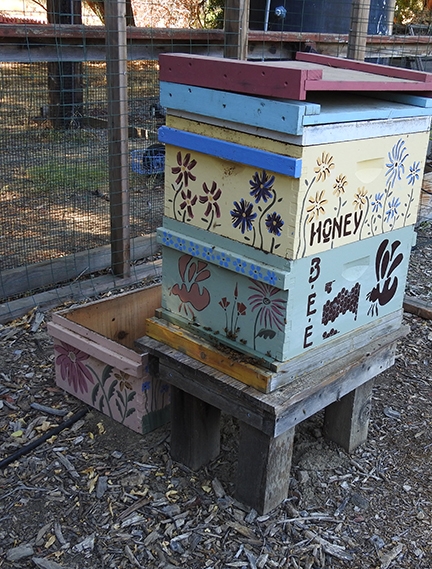 Visitors to the Häagen-Dazs Honey Bee Haven, a bee garden on Bee Biology Road, will see this hive opened at 11 a.m. and 1 p.m. (Photo by Kathy Keatley Garvey)