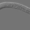 Adult Caenorhabditis elegans. Wikipedia describes it as 