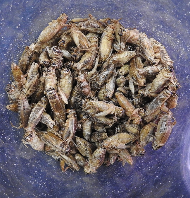Anybody ready for more crickets? (Photo by Kathy Keatley Garvey)
