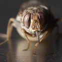 Close-up of a gravid tsetse fly, Glossina morsitans morsitans. (Photo by Geoffrey Attardo)