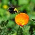 A yellow-faced bumble bee, Bombus vosnesenkii, heads for a California golden poppy. (Photo by Kathy Keatley Garvey)