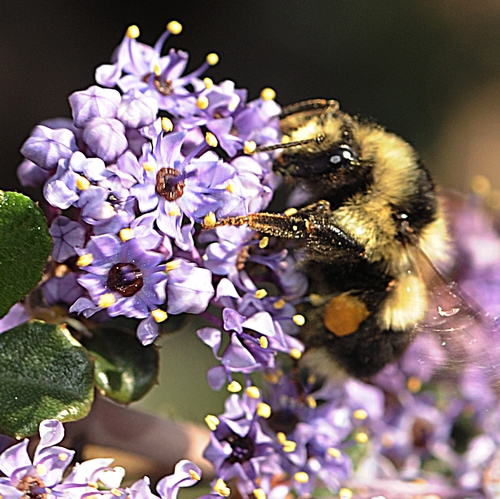 EARLY RISER--Black-tail bumble bee (Bombus melanopygus) forages at 9:30 a.m., Friday, March 4 in ceanothus at the Haagen-Dazs Honey Bee Haven at UC Davis. (Photo by Kathy Keatley Garvey)