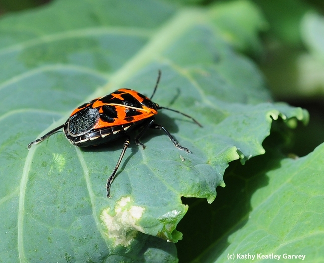 Just in time for Halloween! The orange and black Harlequin beetles will be displayed at the Bohart Museum of Entomology open house on Oct. 19. (Photo by Kathy Keatley Garvey)