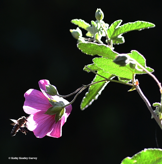 What's in store for this honey bee? It is heading for an  Anisodontea sp.'Strybing Beauty.' Image taken in pollinator garden in Vacaville, Calif. (Photo by Kathy Keatley Garvey)