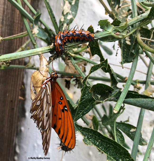 A newly eclosed Gulf Fritillary dries its wings while a caterpillar crawls around looking for food. (Photo by Kathy Keatley Garvey)