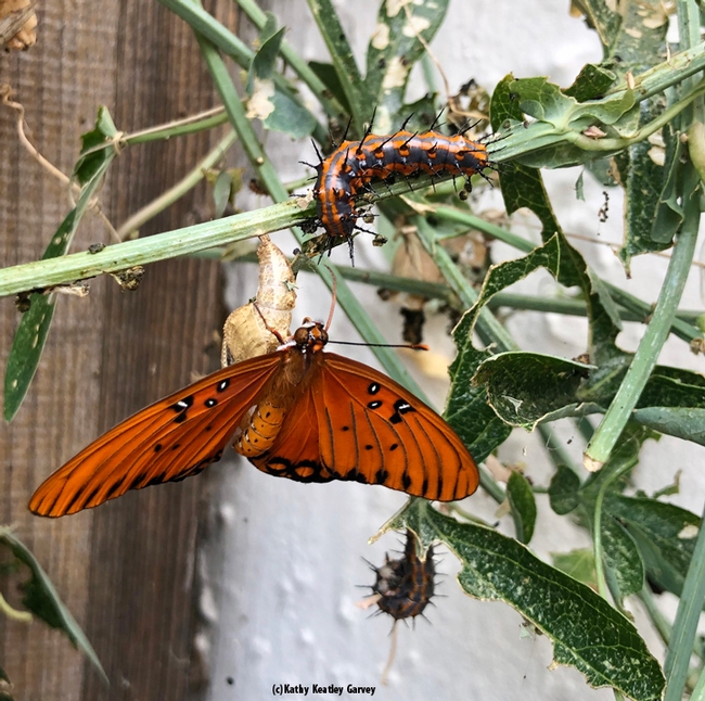 This image shows a Gulf Fritillary, a chrysalis, a caterpillar and a caterpillar J'ing, about to form a chrysalis. (Photo by Kathy Keatley Garvey)