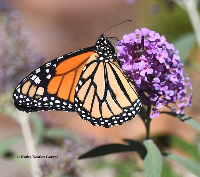 A male monarch nectars on a butterfly bush in Vacaville, Calif. on Oct. 12, 2019. (Photo by Kathy Keatley Garvey)