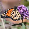 A male monarch nectars on a butterfly bush in Vacaville, Calif. on Oct. 12, 2019. (Photo by Kathy Keatley Garvey)