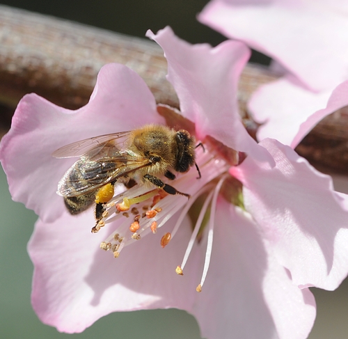 POLLEN LOAD of honey bee. (Photo by Kathy Keatley Garvey)
