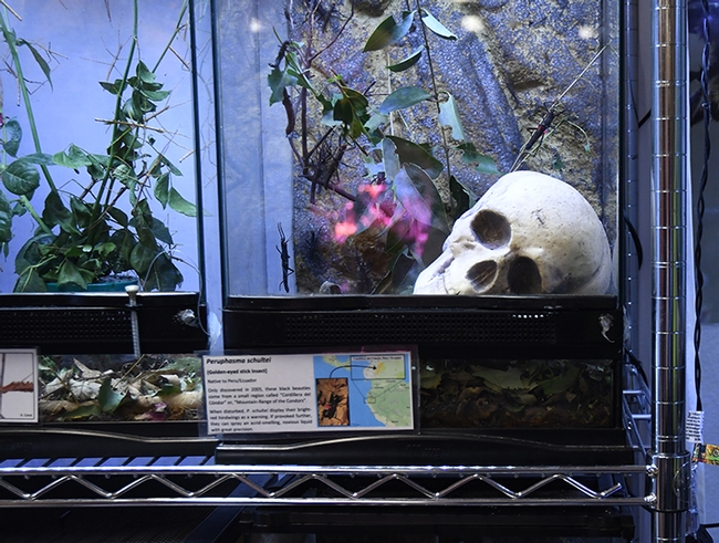 The petting zoo featured a new addition at the Bohart Museum of Entomology: a skull. (Photo by Kathy Keatley Garvey)
