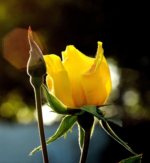 THIS YELLOW ROSE is almost ready to become a cut flower. (Photo by Kathy Keatley Garvey)